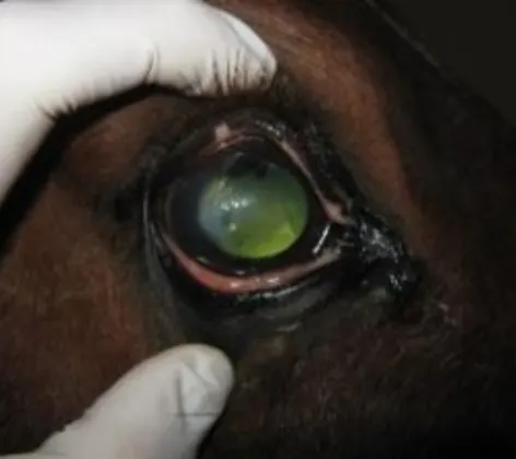 A brown horse getting an eye exam